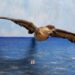 Ejemplar embalsamado del pájaro de La Bruja en el Museo de Historia Natural “Tomás Romay”, de Santiago de Cuba. Foto: IGF.
