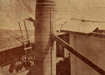 La icónica palma real con la viga que la atravesó como una flecha. Foto: Álbum del ciclón del 20 de octubre de 1926.