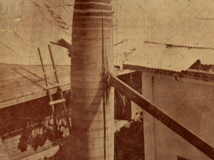 La icónica palma real con la viga que la atravesó como una flecha. Foto: Álbum del ciclón del 20 de octubre de 1926.