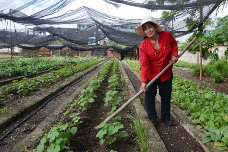 La agricultora cubana Magalys Pedrero Basulto, incluida por la Organización de las Naciones Unidas para la Alimentación y la Agricultura (FAO) entre sus “100 heroínas en los sistemas agroalimentarios y el desarrollo rural”. Foto: FAO / ACN.
