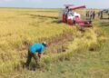 Producción de arroz en Granma a través de un proyecto con Vietnam. Foto: Tomada del perfil de Facebook de la Empresa Agroindustrial de Granos Fernando Echenique / Archivo.