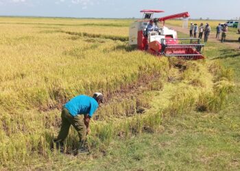 Producción de arroz en Granma a través de un proyecto con Vietnam. Foto: Tomada del perfil de Facebook de la Empresa Agroindustrial de Granos Fernando Echenique / Archivo.