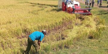 Producción de arroz en Granma a través de un proyecto con Vietnam. Foto: Tomada del perfil de Facebook de la Empresa Agroindustrial de Granos Fernando Echenique / Archivo.