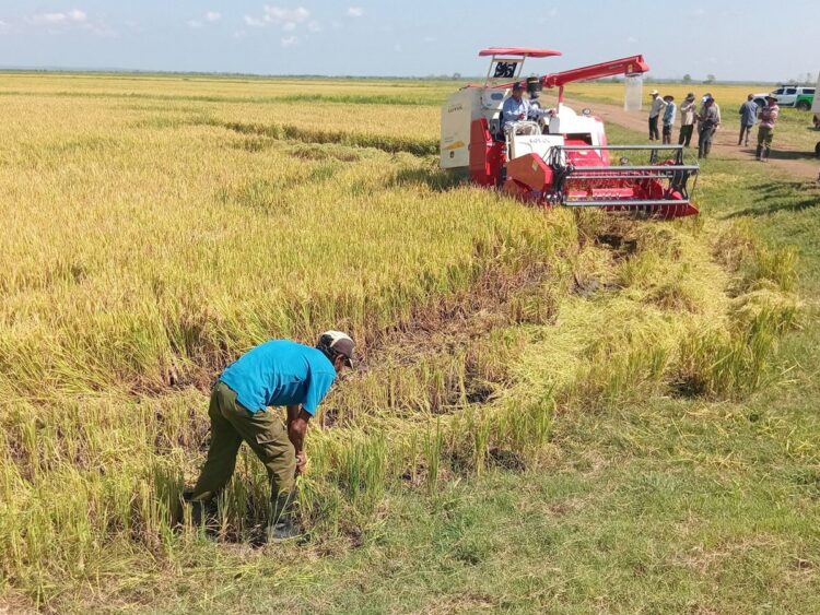 Producción de arroz en Granma a través de un proyecto con Vietnam. Foto: Tomada del perfil de Facebook de la Empresa Agroindustrial de Granos Fernando Echenique / Archivo.