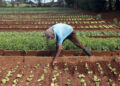 Cuba México agricultura