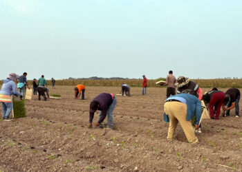 Trabajadores siembran jalapeño en Álamo, Texas. Foto: EFE/Alejandra Arredondo.