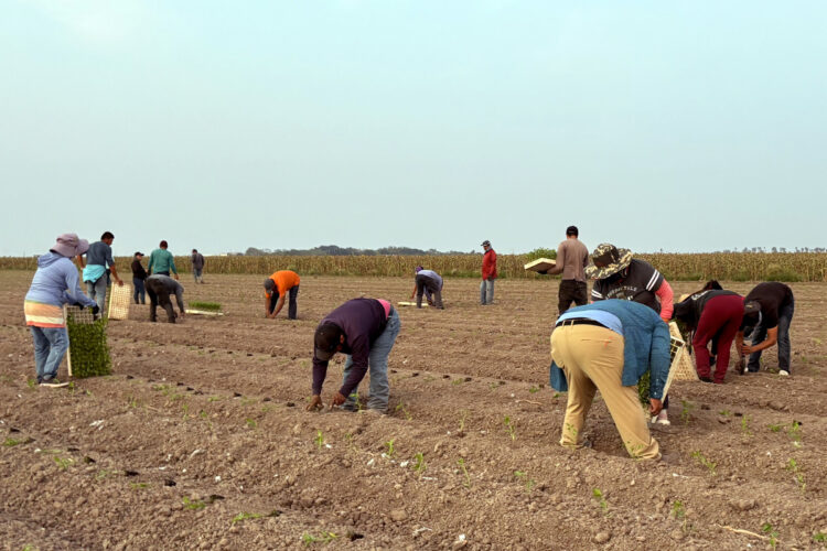 Trabajadores siembran jalapeño en Álamo, Texas. Foto: EFE/Alejandra Arredondo.