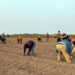 Trabajadores siembran jalapeño en Álamo, Texas. Foto: EFE/Alejandra Arredondo.