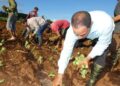 Siembra de tabaco en Pinar del Río. Foto: Tomada del perfil de Facebook del Grupo Empresarial Tabacuba.