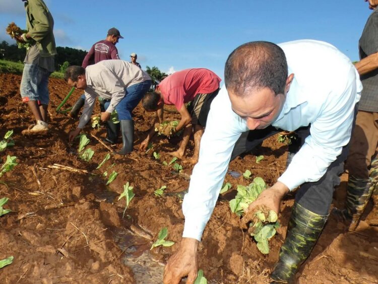 Siembra de tabaco en Pinar del Río. Foto: Tomada del perfil de Facebook del Grupo Empresarial Tabacuba.