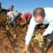 Siembra de tabaco en Pinar del Río. Foto: Tomada del perfil de Facebook del Grupo Empresarial Tabacuba.